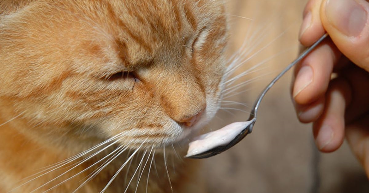 gatto mangia da cucchiaio