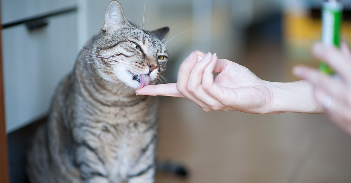 I gatti possono mangiare il budino o per loro potrebbe essere pericoloso?