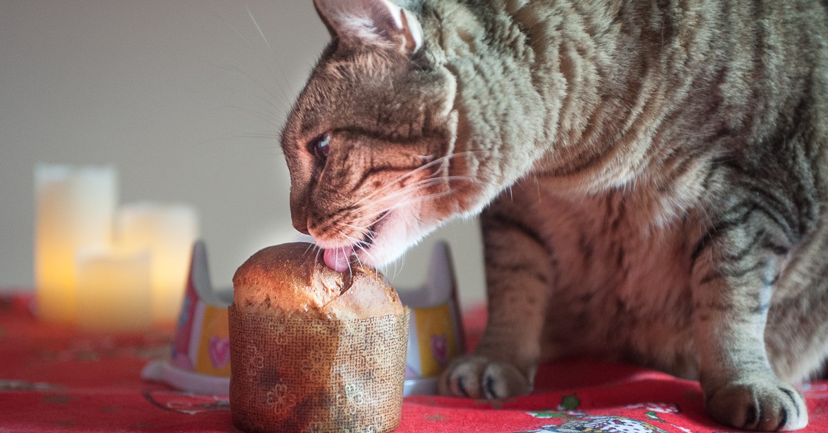 gatto e panettone