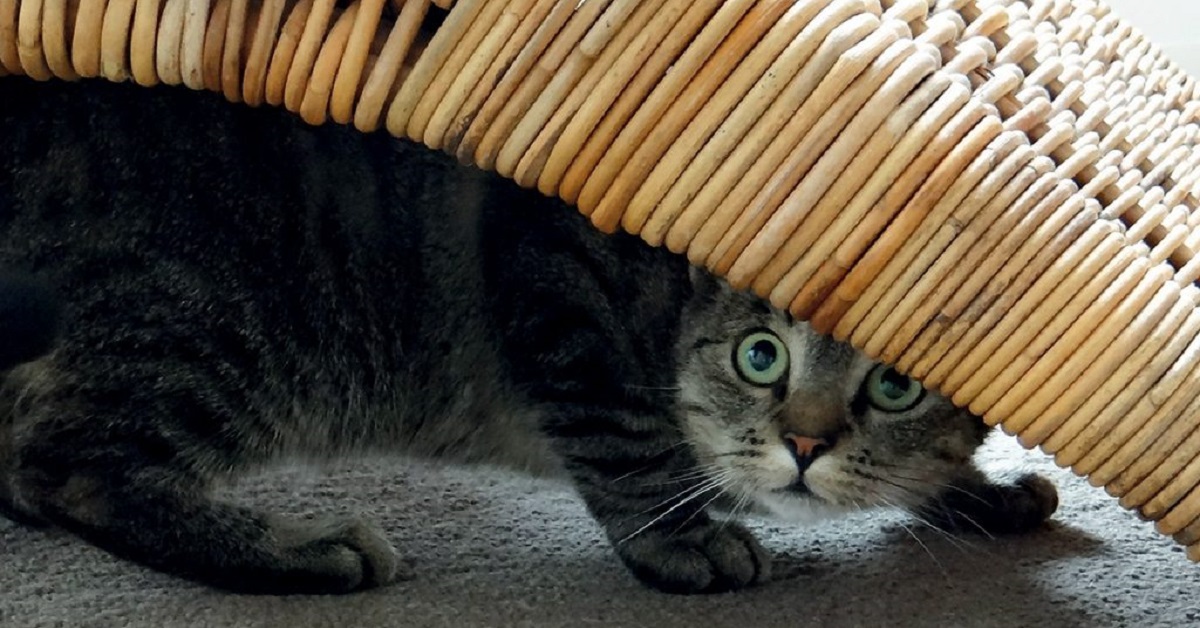 gatto spaventato