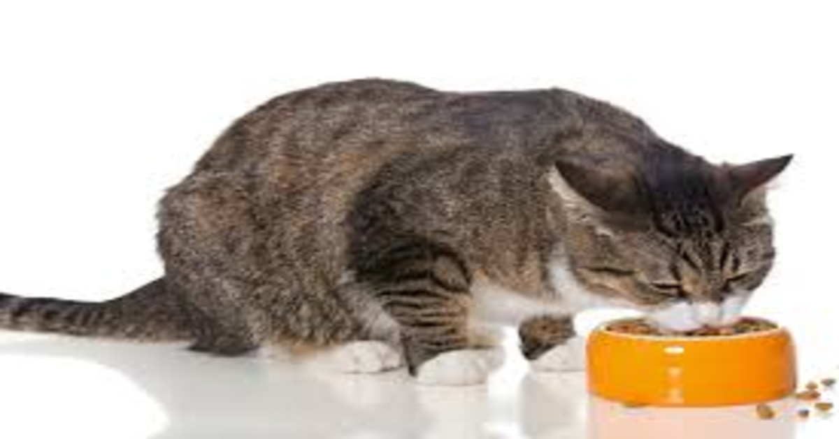 gatto grigio mangia su ciotola arancione