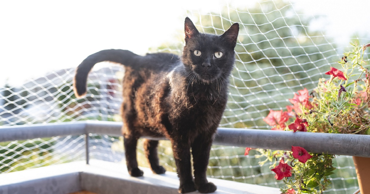 gatto fuori in balcone