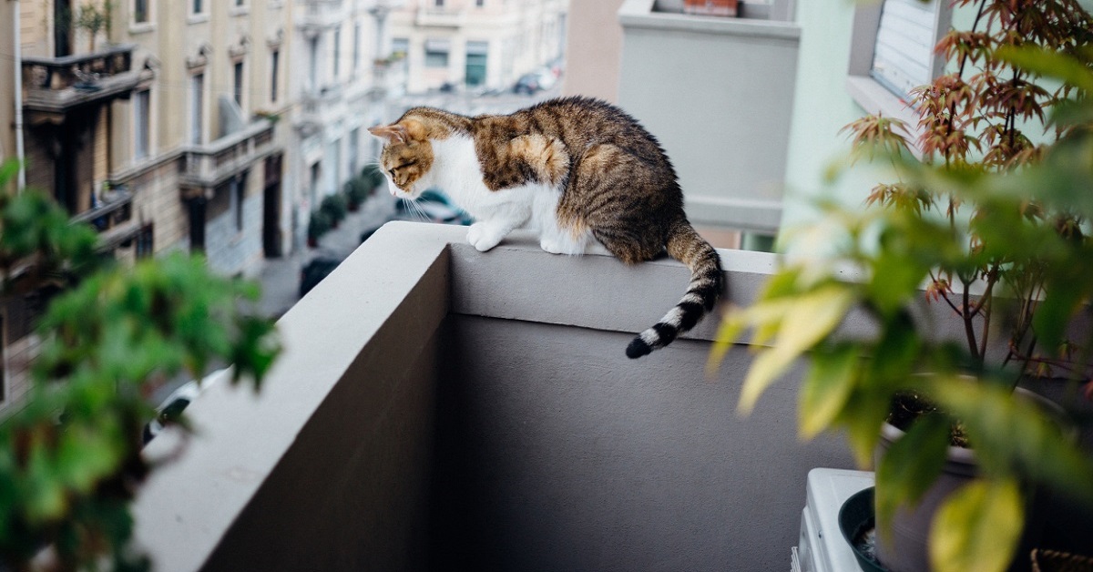 Come impedire a un gatto di stare al balcone, tutte le soluzioni per la sicurezza di Miao