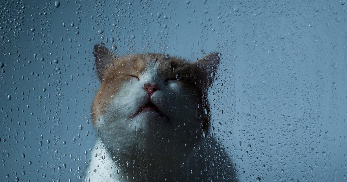 gatto osserva la pioggia