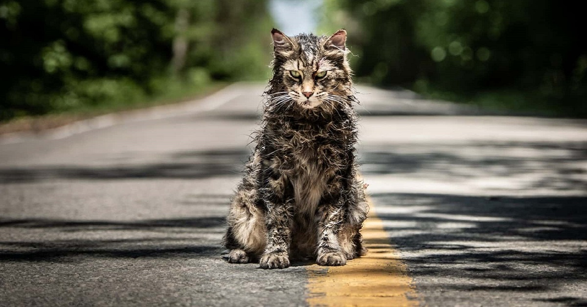 Come impedire a un gatto di uscire con la pioggia, tutte le soluzioni