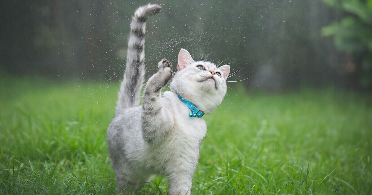 gatto gioca con la pioggia