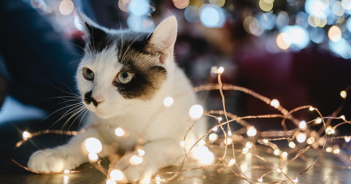 Gattini e albero di Natale: come fare per non farglielo distruggere?