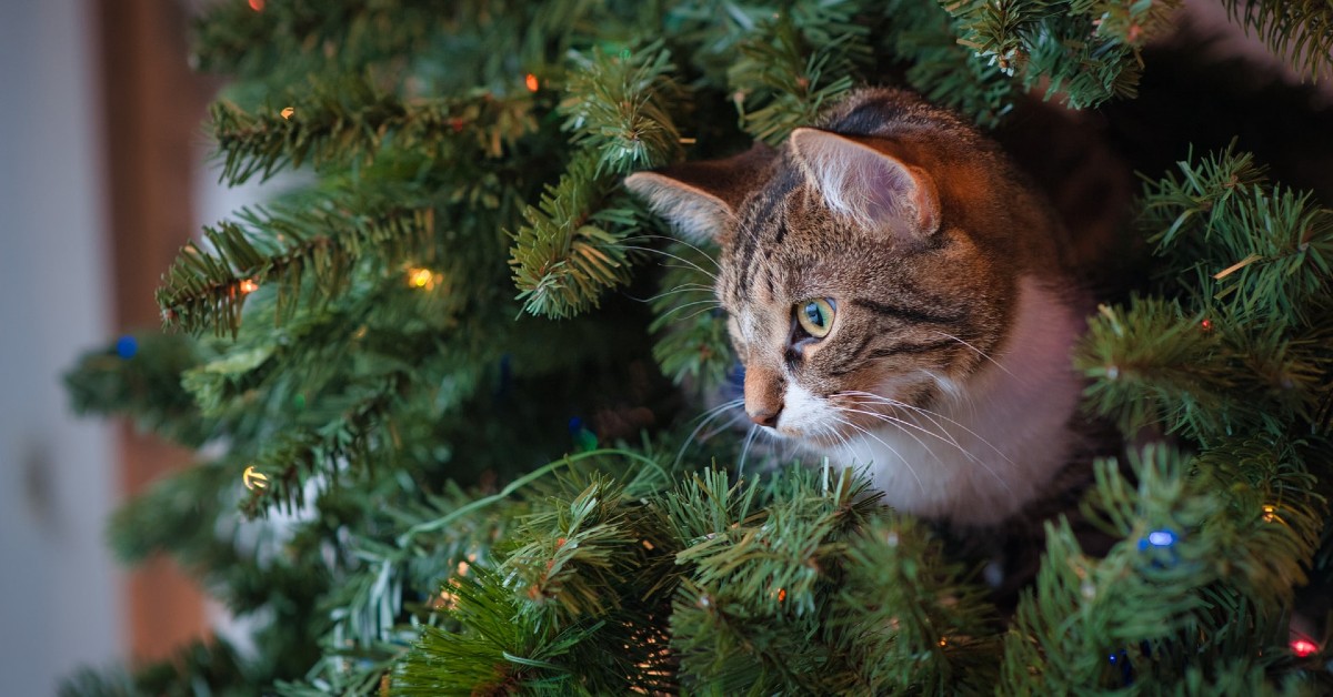 gattini e albero di natale