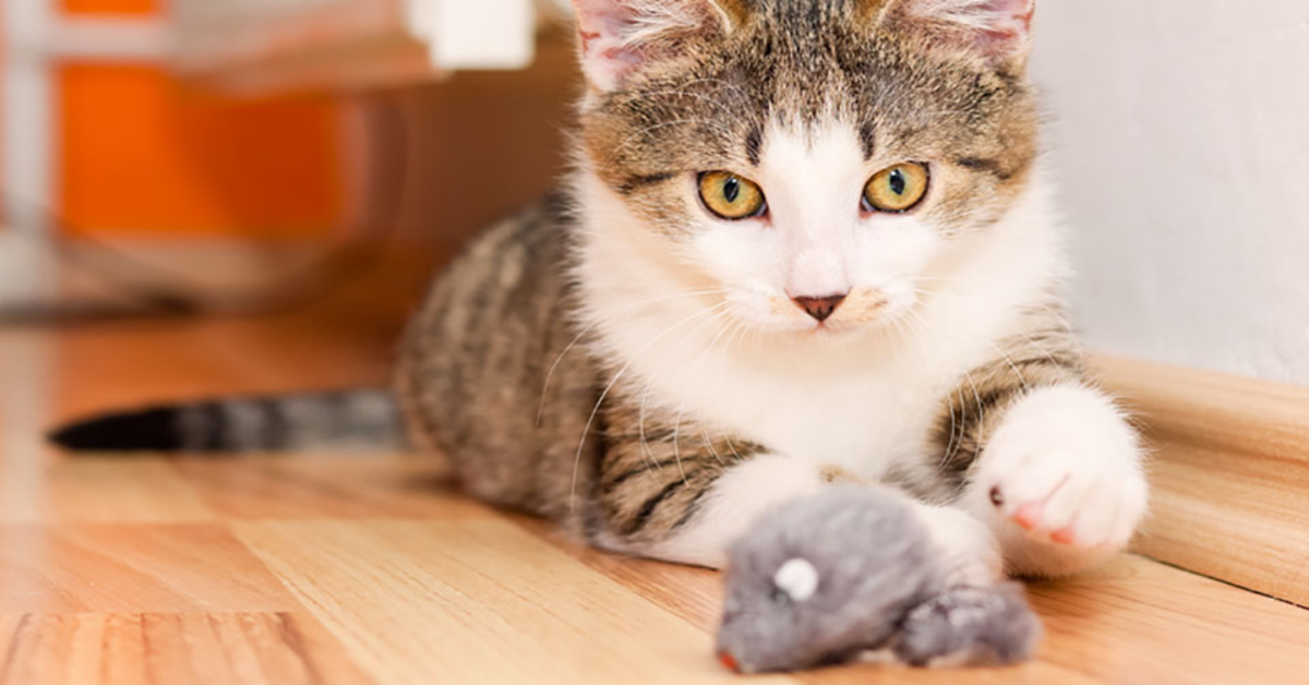 Il gattino più ordinato del mondo mette a posto i suoi giocattoli (VIDEO)