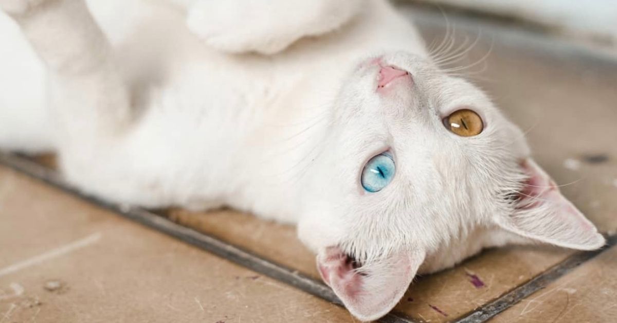 gatto pelo bianco