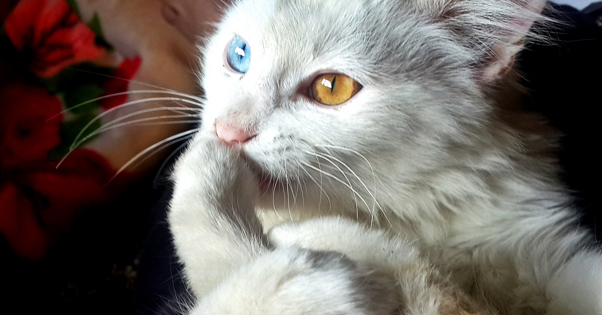 gatto occhi bicolore