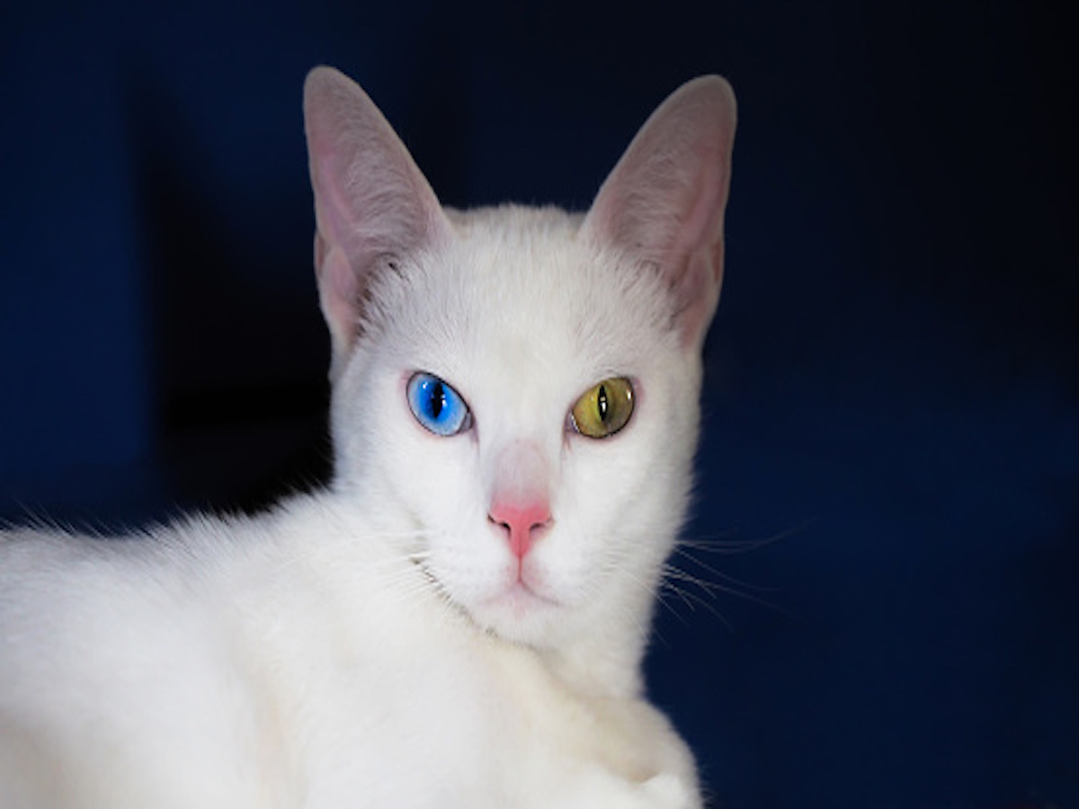 gatto bianco pelo lucente