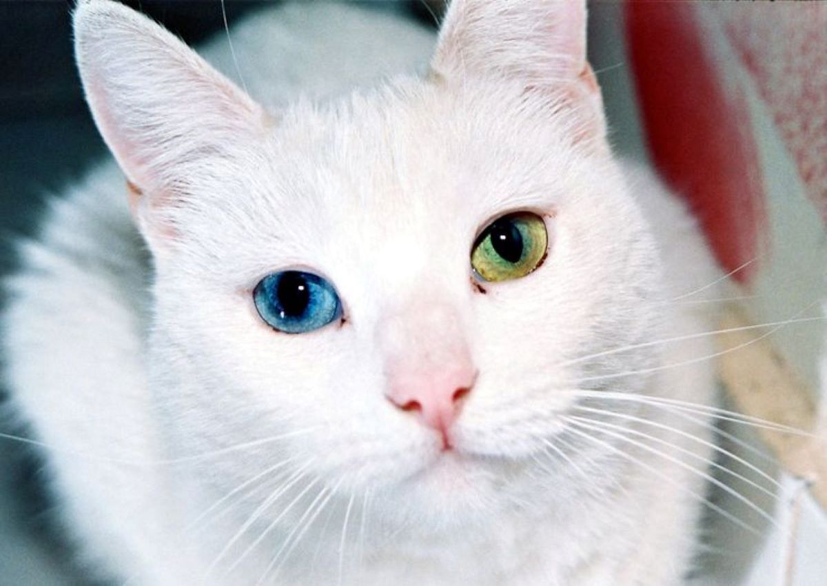 gatto bianco occhi belli