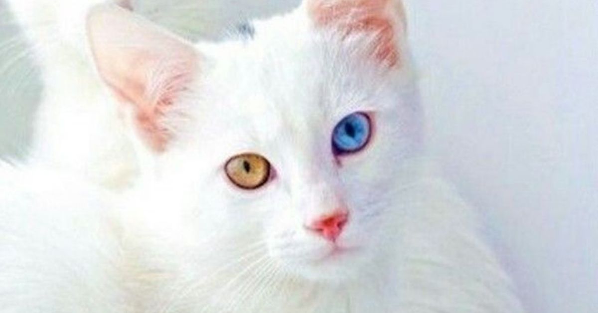 gatto bianco occhi belli