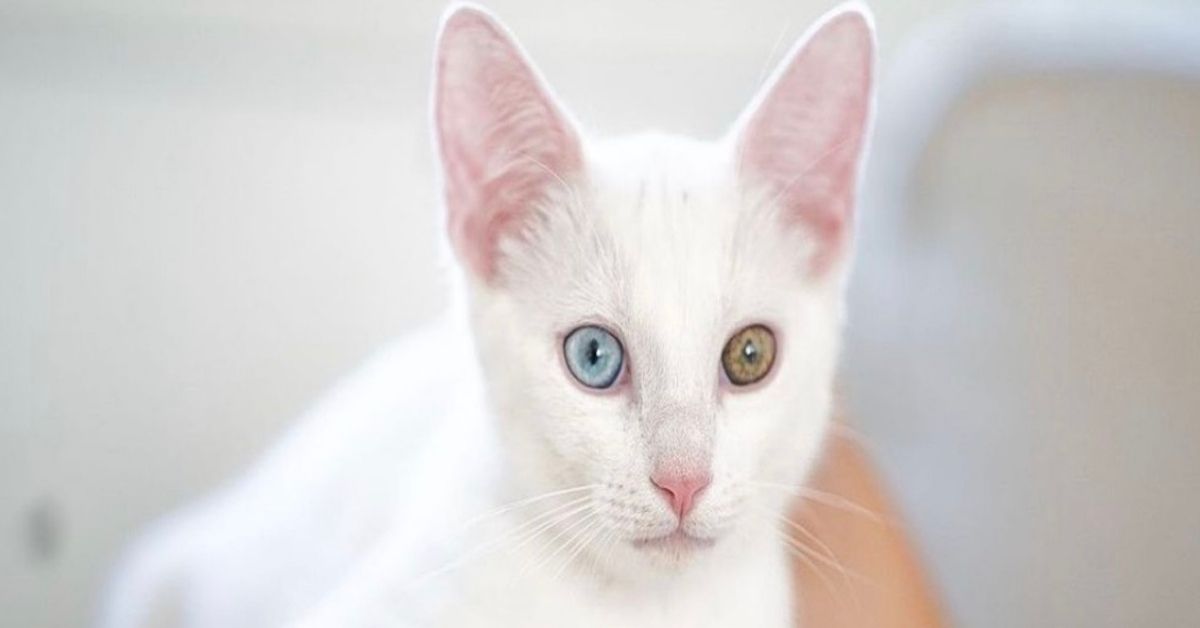 gatto bianco eterocromia