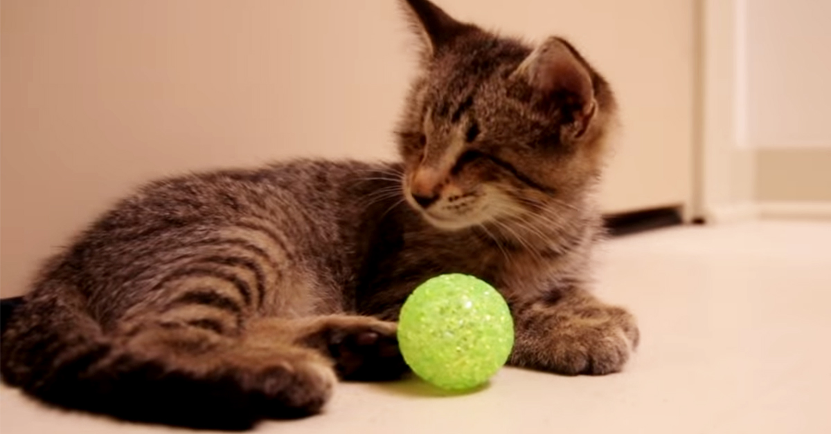 Oskar, il gattino cieco che è diventato una star del web (VIDEO)