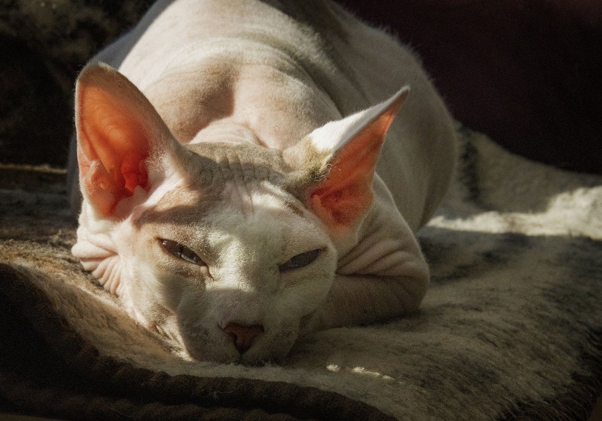 gatto senza pelo si riposa