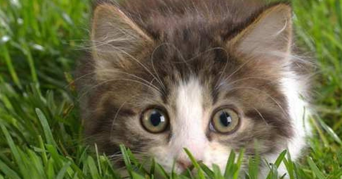 La gattina ha paura del tubo da giardino, il video mostra il suo comportamento