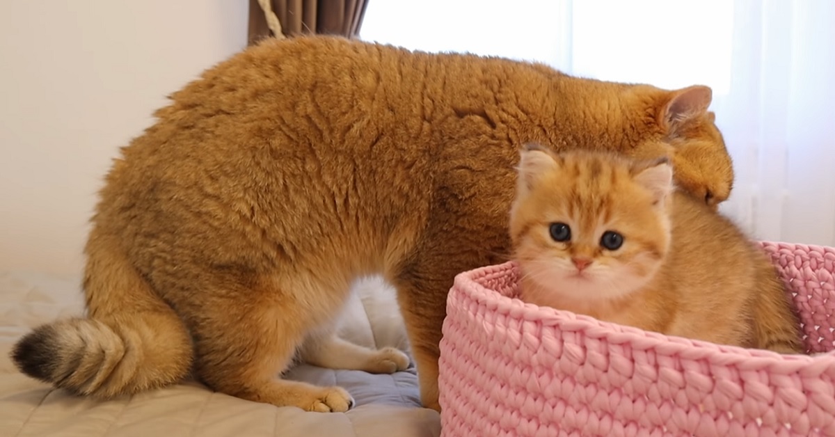 La piccola gattina British Shorthair importuna il padre, la sua reazione in video lascia tutti a bocca aperta