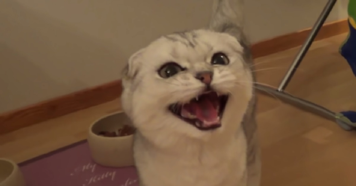 La piccola gattina Scottish Fold vuole mangiare, ecco cosa fa durante il video per chiedere del cibo