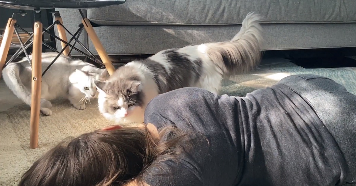 La proprietaria dei due gattini finge di svenire, non si può credere alla reazione in video dei felini