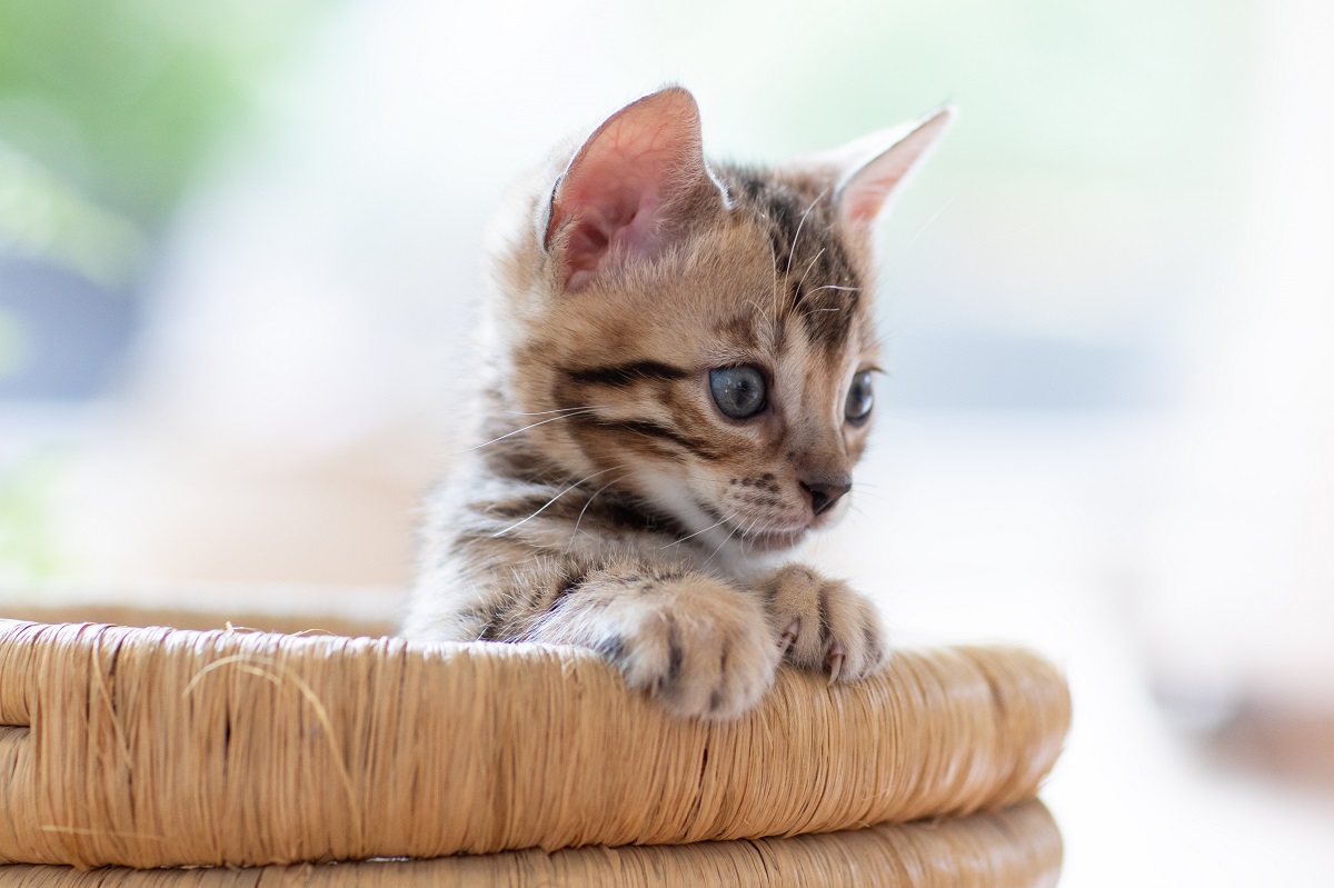 gattino si affaccia da una cesta