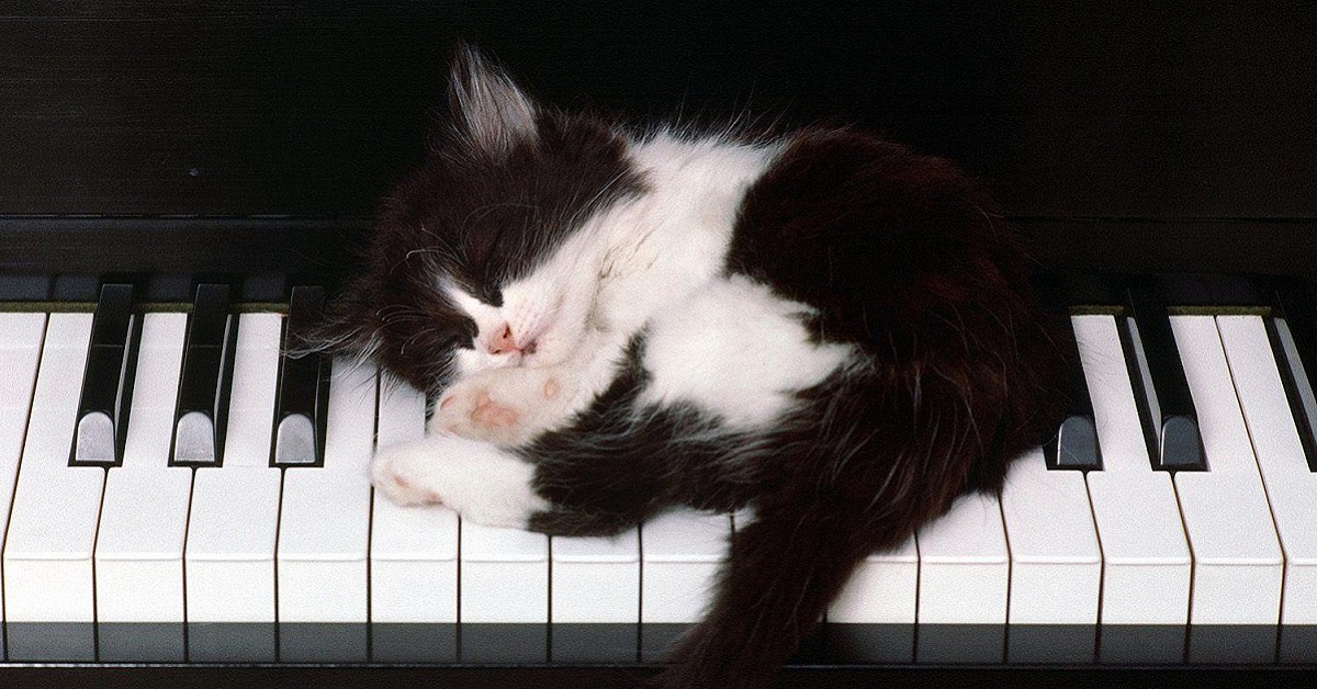 gattino dorme su pianoforte