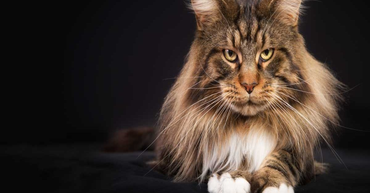 Il gattino Maine Coon vince la sua paura dell’acqua e impara a nuotare (VIDEO)