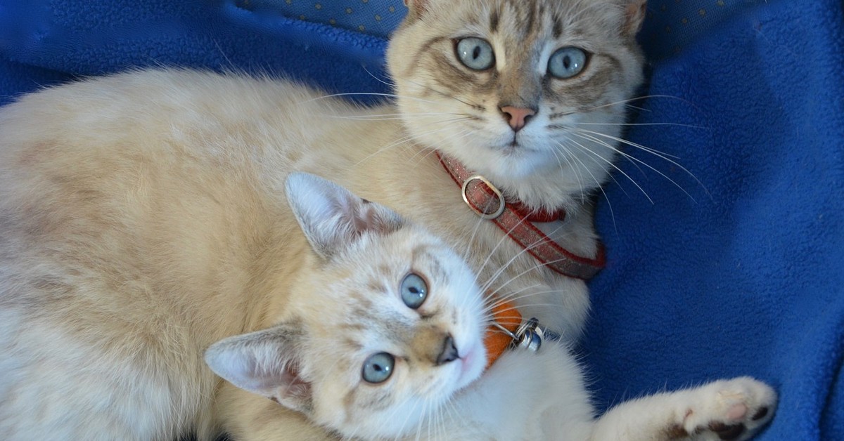 mamma gatta ha adottato tre adorabili gattini