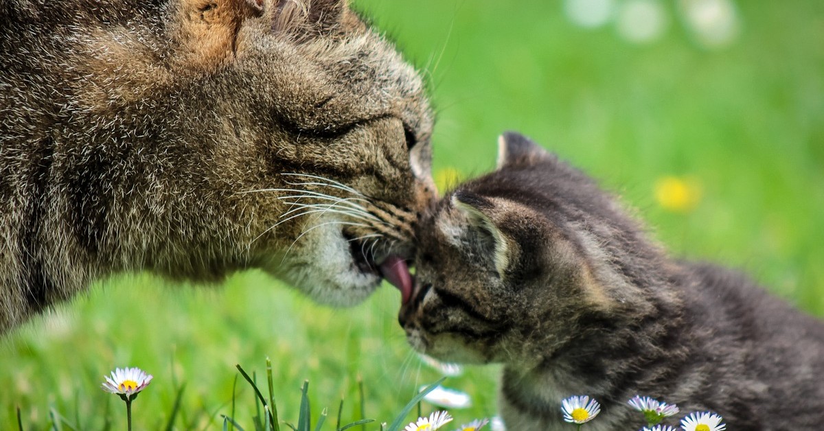 mamma gatta ha adottato tre adorabili gattini