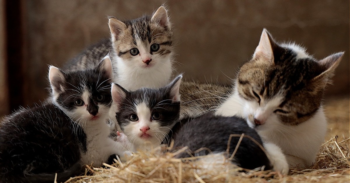 La mamma gatta ha adottato tre adorabili gattini abbandonati (VIDEO)