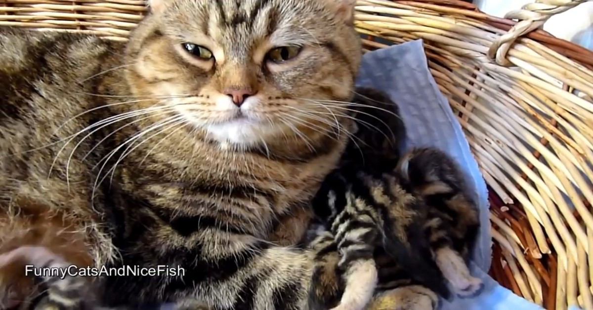 Questa mamma gatto parla con i cuccioli che sono dolcissimi (VIDEO)
