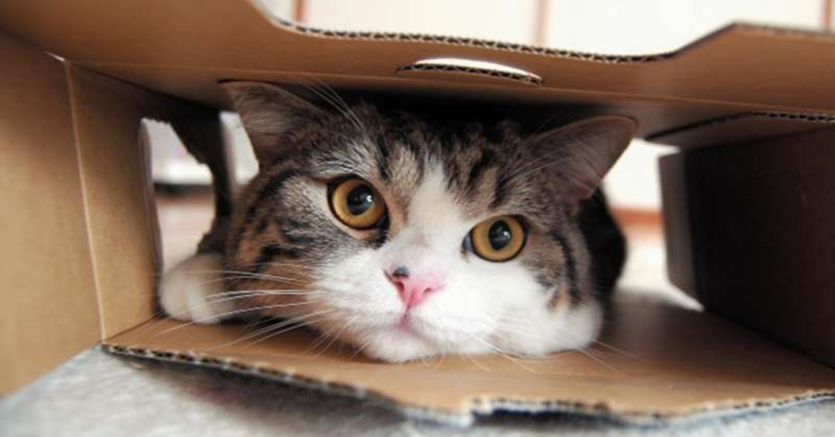Maru: il gattino Scottish Fold che adora le scatole (VIDEO)