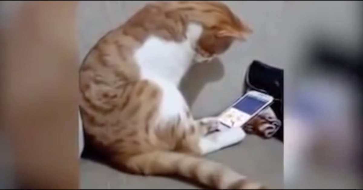 gatto guarda telefono