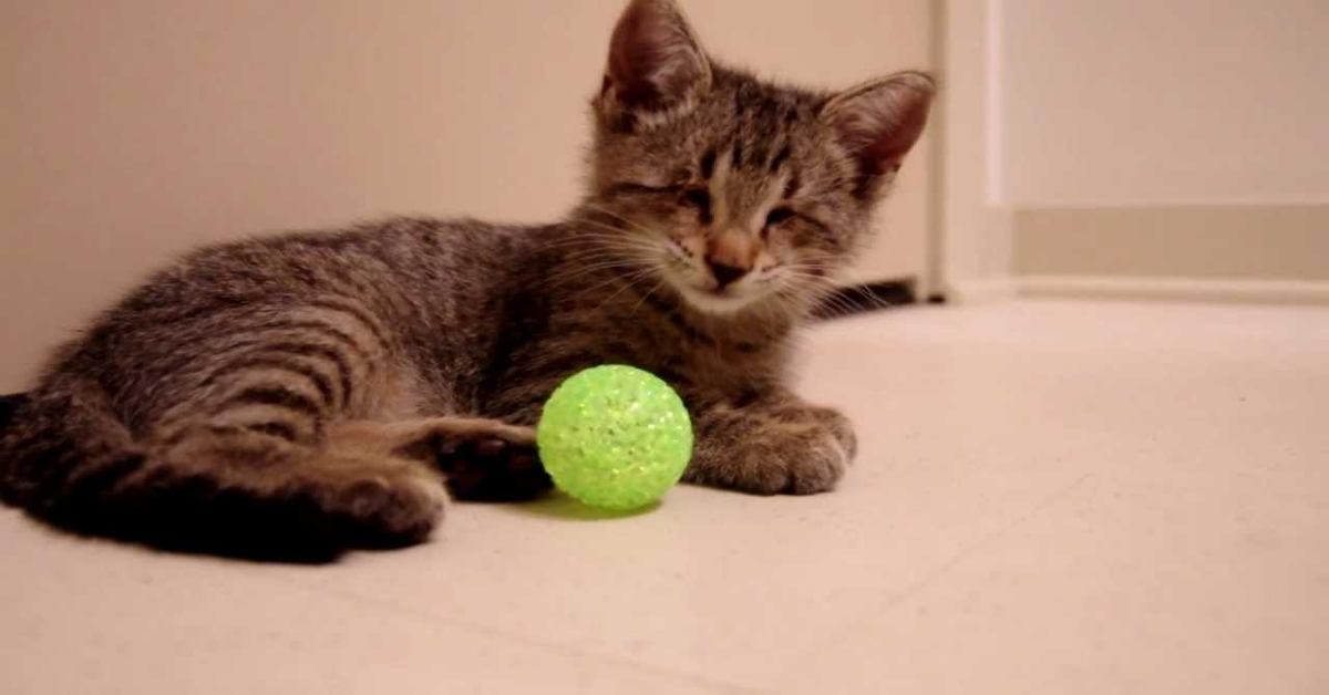 Oskar gatto cieco gioca con la palla