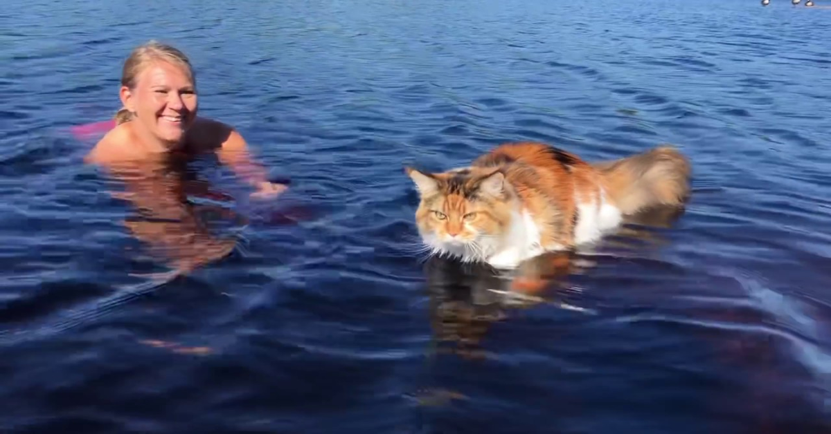 Maine Coon impara a nuotare con la padrona