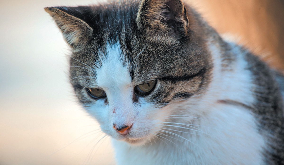 gatto che sta male