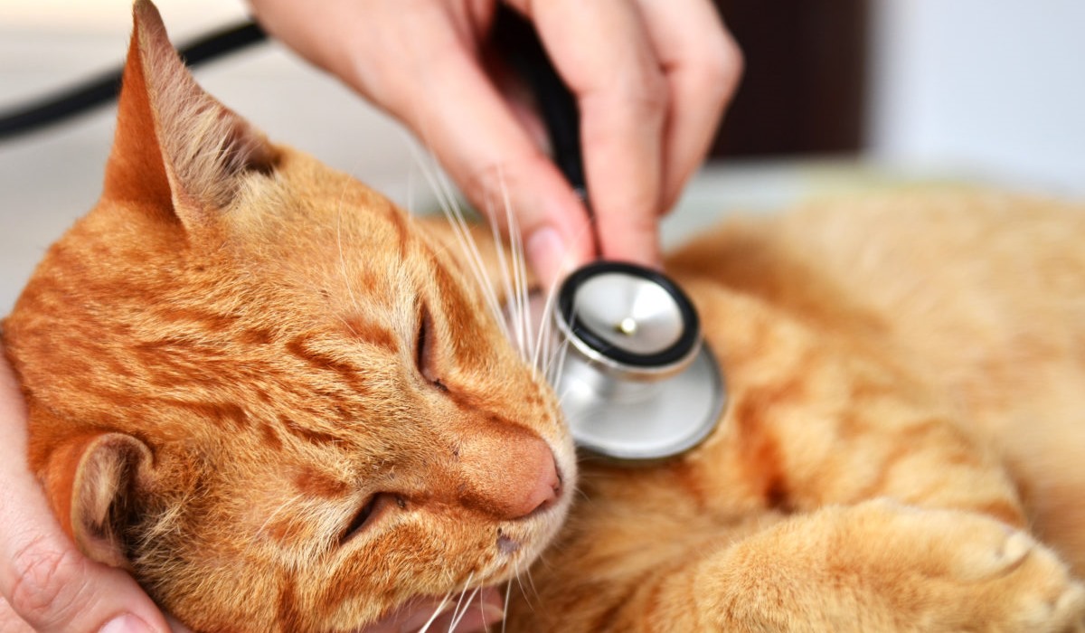 gatto arancione che sta male dal veterinario