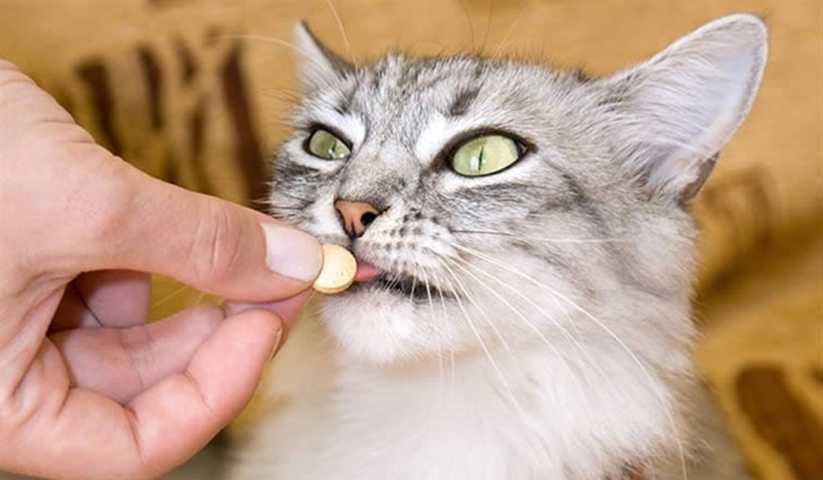 dare la pillola al gatto