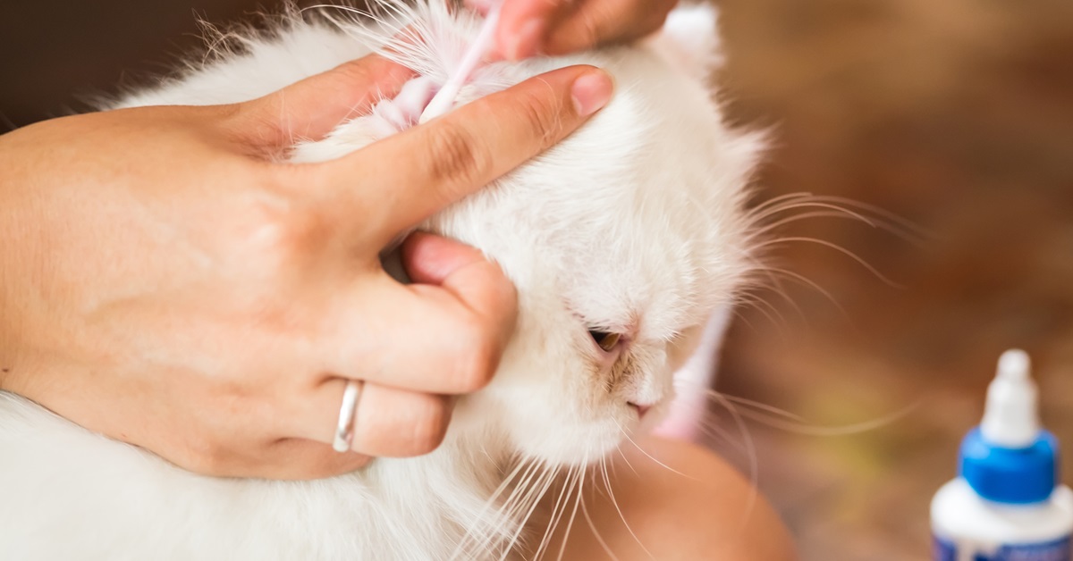 Come mettere le gocce auricolari al gatto: tutti i trucchi e i consigli