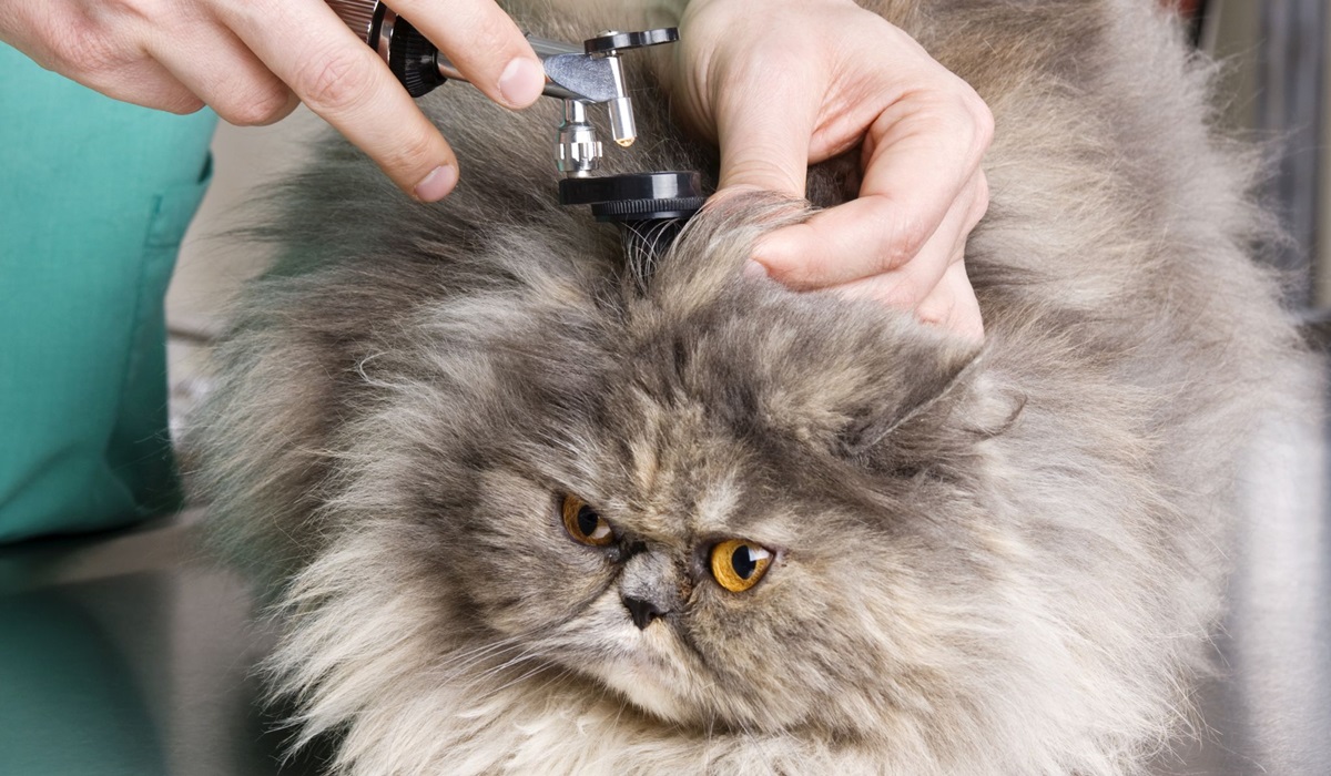 veterinario controlla le orecchie del gatto
