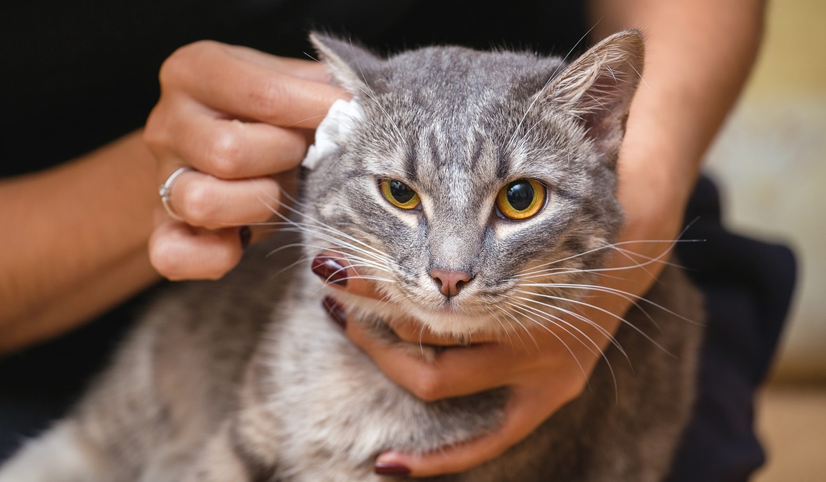 pulire le orecchie al gatto