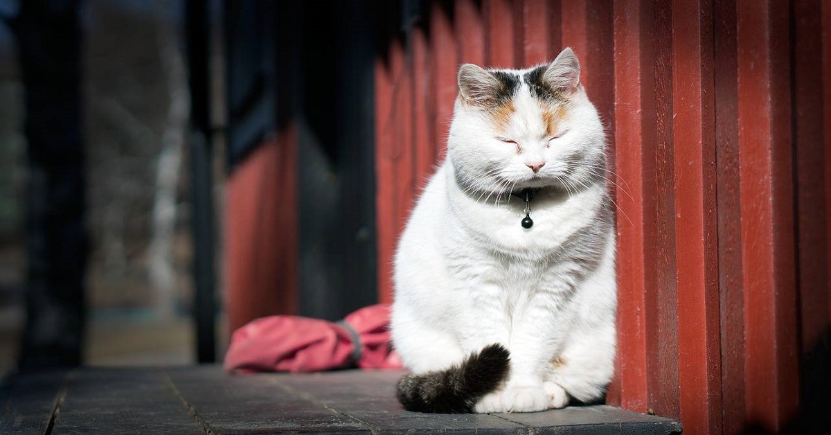 gatto sotto il sole