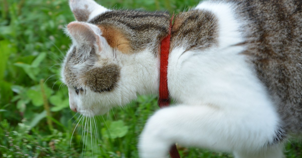 mosse del gatto mentre gioca