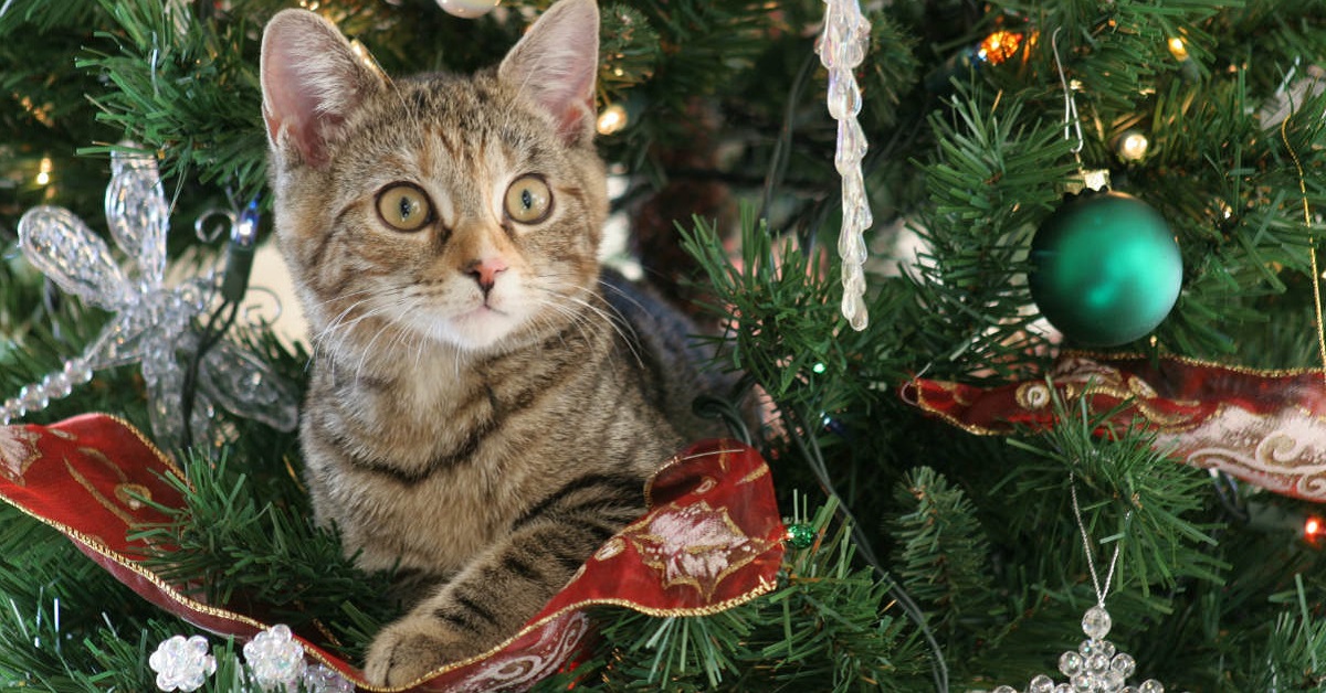 gatto arrampicato su albero di natale