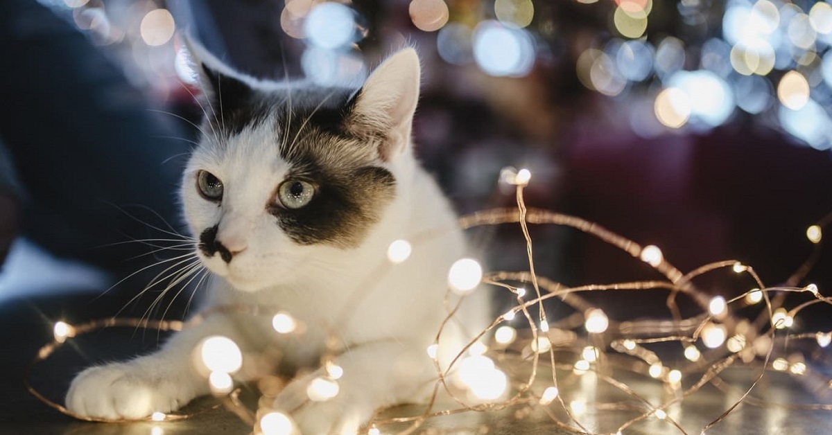 Natale a portata di gatto: come immaginarlo e viverlo senza escludere Miao