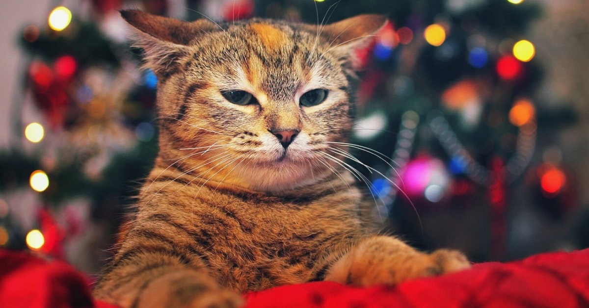 gatto scocciato a natale