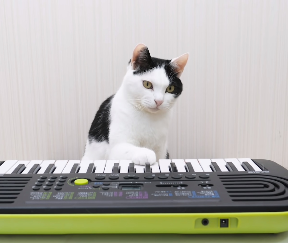 navi desk gattini maestri musica