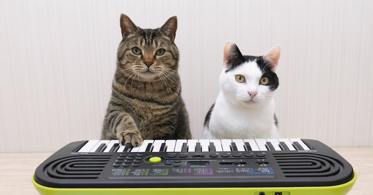 Navi e Desk, due gattini che stupiscono la rete con un loro video “artistico”