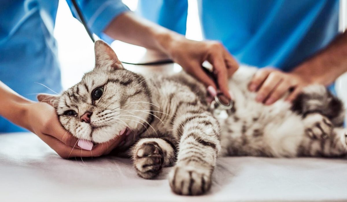 veterinario controlla l'addome del gatto